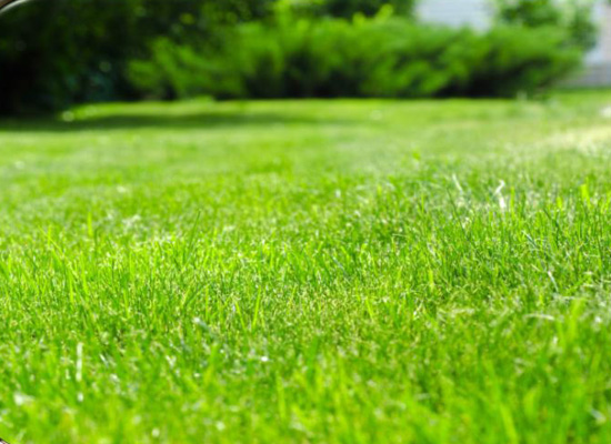 Lawn