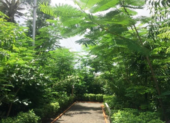 Miyawaki-Forest